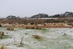 羊羊在舒服的食草-在他們的米田共密集的草地上吃草~不過有我們侵入就..冇啖好食了~