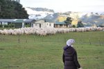 Lucy和大家都大叫出來, 羊好似海水咁湧哂去屋後面的田,在我們面前出現!!