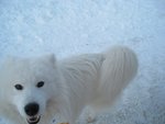 後來好快又不知不覺滑到雪場關門啦, 遇到一隻好白的狗~!!