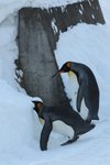 為食的企鵝-食冰也不錯過~為什麼牠們要每天散兩次步呢!是因為冬天怕牠們只會食不動會肥得滯~所以一定要行下!!