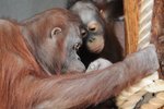 Favorite photo for Orangutan Trapeze