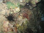 海刺+獅子魚, 兩隻都是危險生物