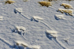 Which animal left these footprint?