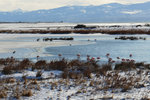 Sleeping Flamingos?