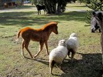 The baby horse & sheeps welcomed us back!