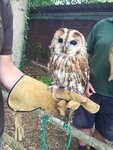 20/7 好近好近距離接觸~Cute cute Tawny Owl!!