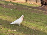 Tasmania - 58