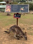 Tasmania - 59