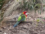 Tasmania - 61