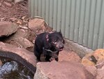 Tasmania - 62