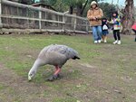 Tasmania - 64