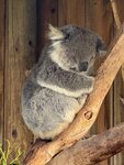 Tasmania - 309