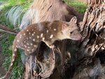 Tasmania - 319