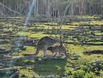 Tasmania - 326