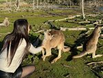 Tasmania - 328