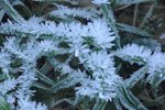 霜因crystallization-在長長的葉片上一朵朵的開