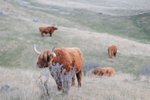 近出口處最後的area是高山牛區-Highland Cattle,不過太遠了, 沒有停車餵牠們呢~!!不過離遠睇都見得牠們好巨型!!