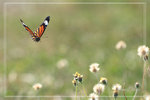 _MG_9770a