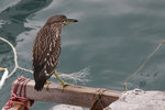 IMG_8447
