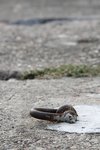 IMG_8663