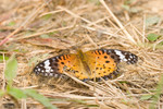 IMG_0186a