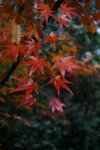IMG_9104