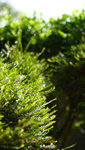 IMG_1858a