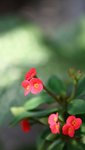 IMG_1866a