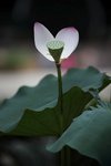 IMG_8384