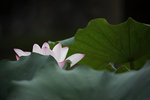 IMG_8387