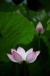 IMG_8398