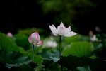 IMG_8419