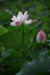 IMG_8424