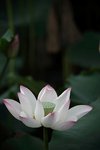 IMG_8430