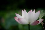 IMG_8438