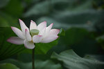 IMG_8445