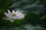 IMG_8446