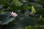 IMG_8447