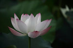 IMG_8451