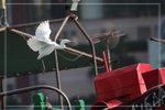 IMG_1334