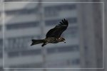 IMG_1353