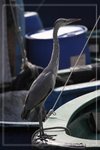 IMG_1426