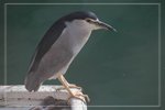 IMG_1494
