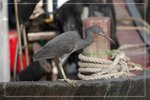IMG_1562