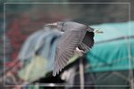 IMG_1566