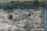 IMG_1567