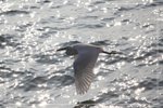 IMG_1587