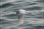 IMG_1596