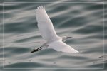 IMG_1606