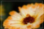 IMG_0684